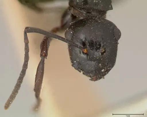 Polyrhachis fuscipes - FOCOL0576