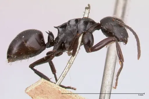 Polyrhachis fuscipes - FOCOL0576