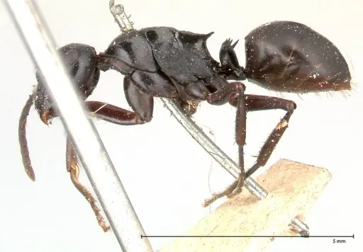 Polyrhachis fuscipes - FOCOL0576