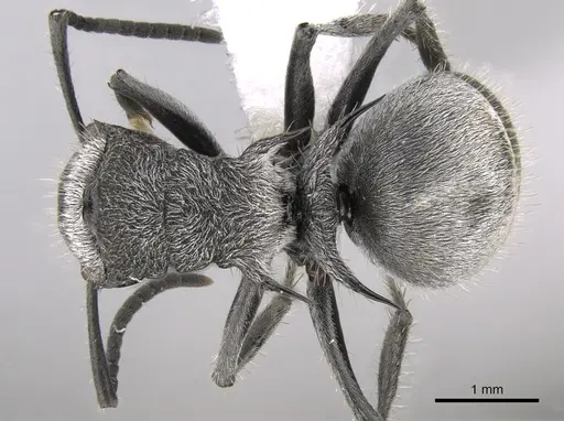 Polyrhachis gab specimen