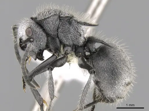Polyrhachis gab specimen