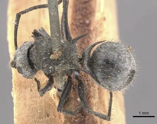 Polyrhachis gab - CASENT0910822