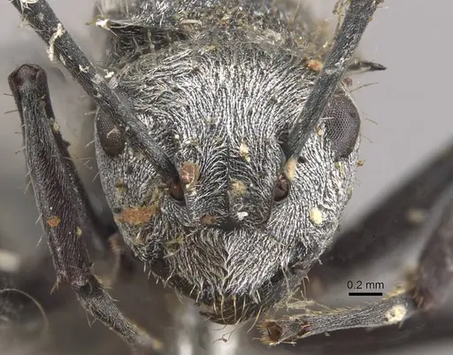 Polyrhachis gab - CASENT0910822
