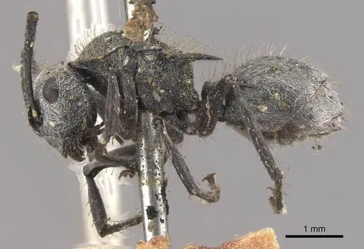 Polyrhachis gab - CASENT0910822