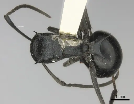 Polyrhachis gagates specimen