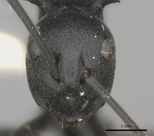 Polyrhachis gagates specimen