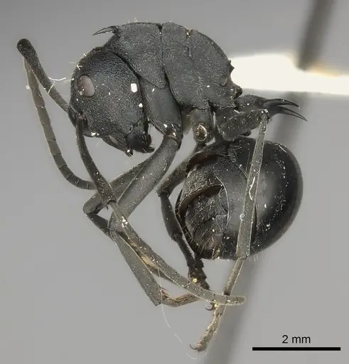 Polyrhachis gagates specimen