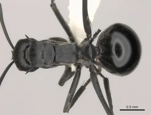Polyrhachis gagates - CASENT0227564