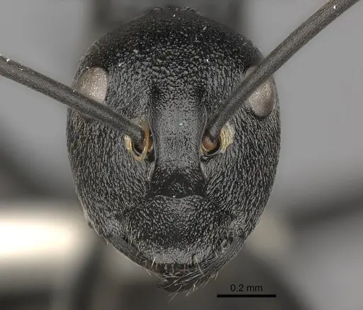 Polyrhachis gagates - CASENT0227564