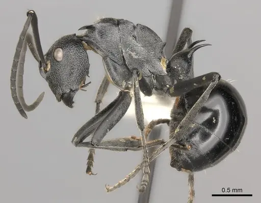 Polyrhachis gagates - CASENT0227564