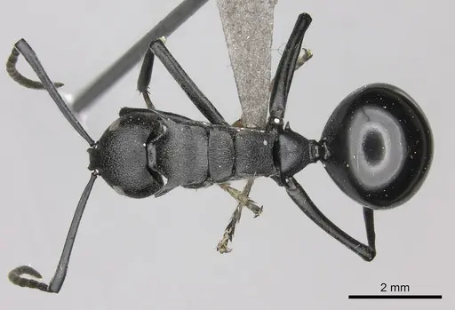 Polyrhachis gagates - CASENT0235678