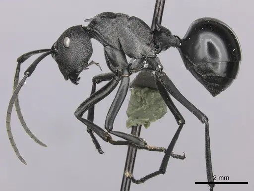 Polyrhachis gagates - CASENT0235678