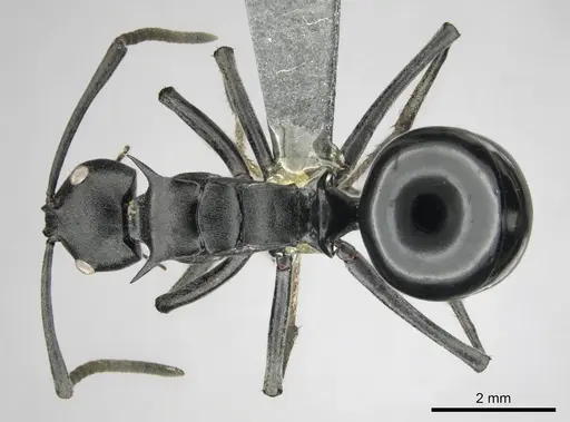 Polyrhachis gagates - CASENT0254232