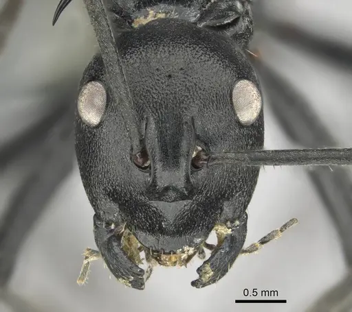 Polyrhachis gagates - CASENT0254232