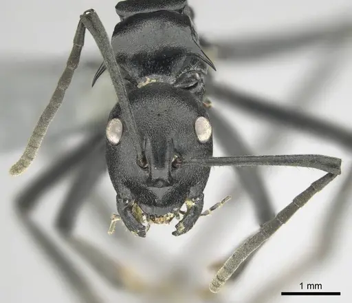 Polyrhachis gagates - CASENT0254232