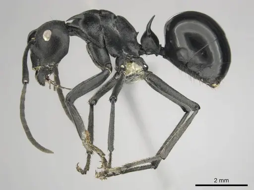 Polyrhachis gagates - CASENT0254232