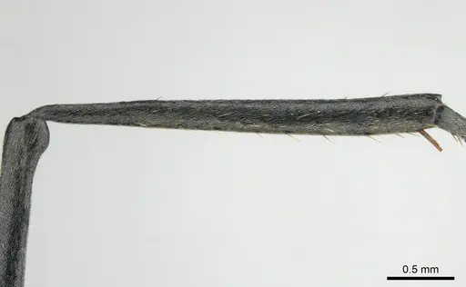 Polyrhachis gagates - CASENT0254232