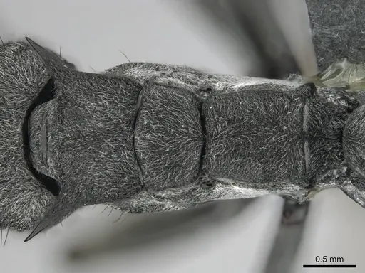 Polyrhachis gagates - CASENT0254325