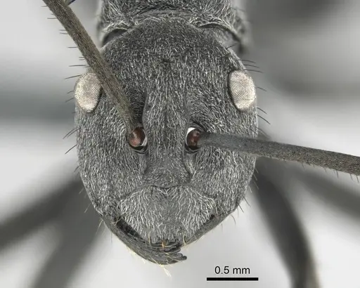 Polyrhachis gagates - CASENT0254325