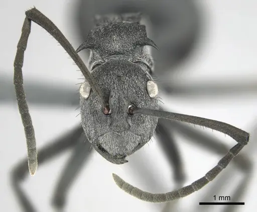 Polyrhachis gagates - CASENT0254325