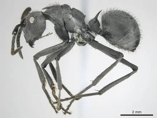 Polyrhachis gagates - CASENT0254325