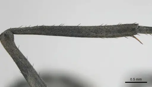 Polyrhachis gagates - CASENT0254325