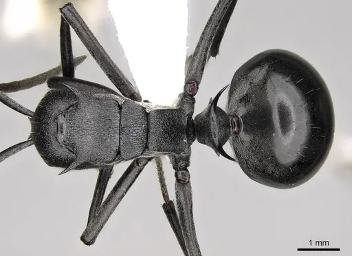 Polyrhachis gagates - CASENT0281446