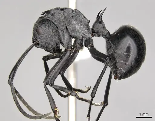 Polyrhachis gagates - CASENT0281446