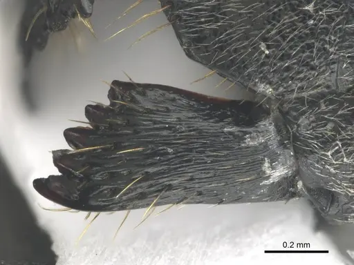 Polyrhachis gagates - CASENT0814180