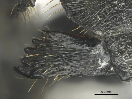 Polyrhachis gagates - CASENT0814180