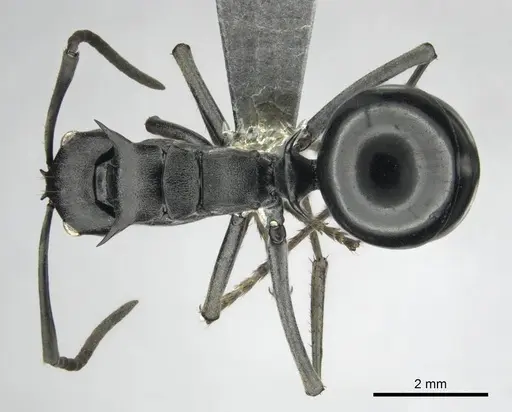 Polyrhachis gagates - CASENT0814188
