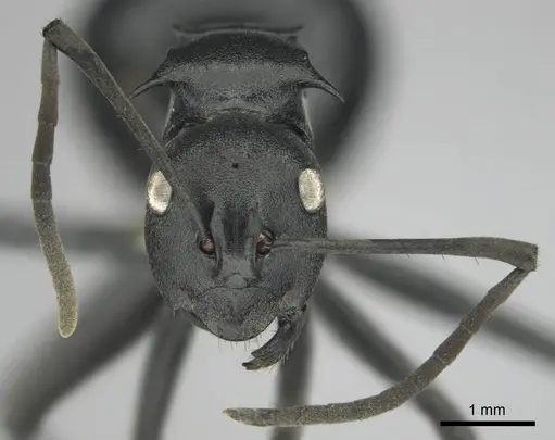 Polyrhachis gagates - CASENT0814188