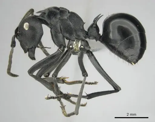 Polyrhachis gagates - CASENT0814188