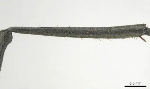 Polyrhachis gagates - CASENT0814188