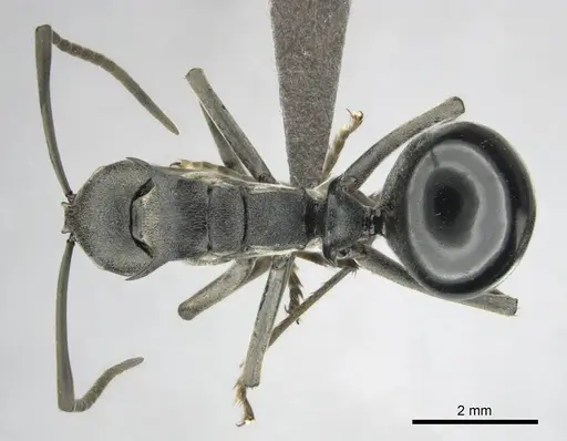 Polyrhachis gagates - CASENT0814380