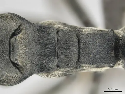 Polyrhachis gagates - CASENT0814380