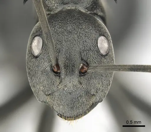 Polyrhachis gagates - CASENT0814380