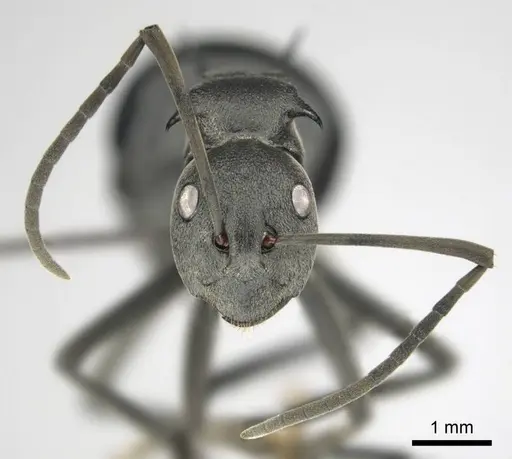 Polyrhachis gagates - CASENT0814380