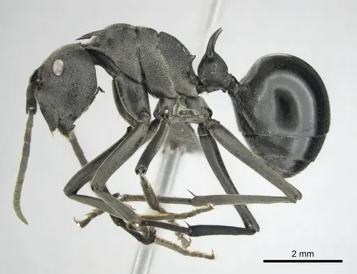 Polyrhachis gagates - CASENT0814380