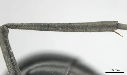 Polyrhachis gagates - CASENT0814380