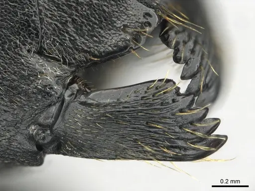 Polyrhachis gagates - CASENT0814383