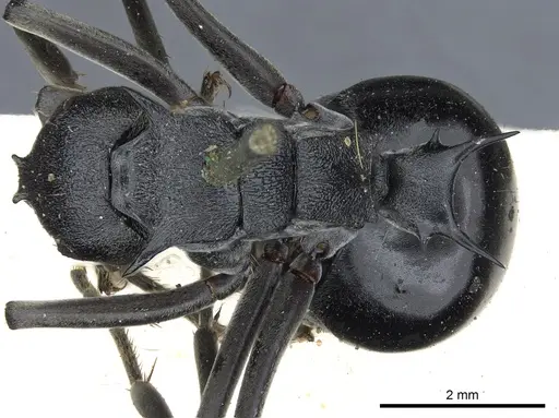 Polyrhachis gagates - CASENT0903451