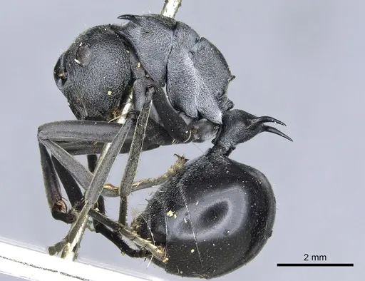 Polyrhachis gagates - CASENT0903451