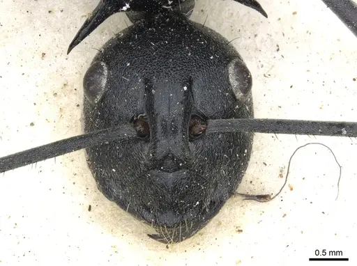 Polyrhachis gagates - CASENT0903452