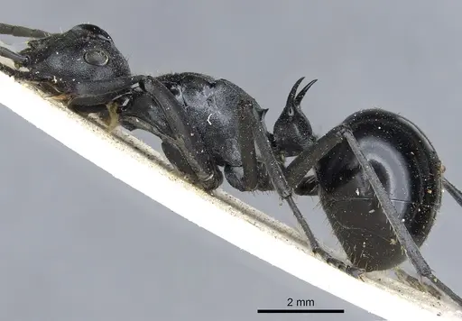 Polyrhachis gagates - CASENT0903452