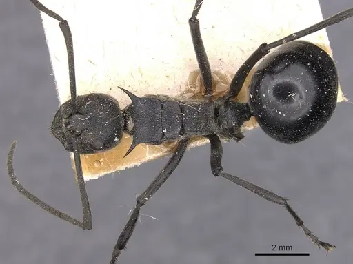 Polyrhachis gagates - CASENT0905626