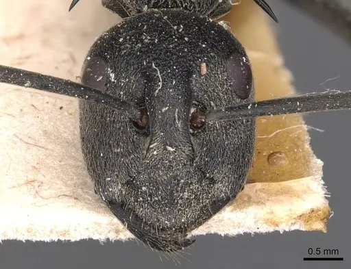 Polyrhachis gagates - CASENT0905626