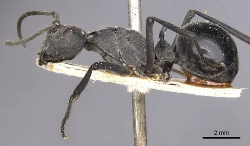 Polyrhachis gagates - CASENT0905626