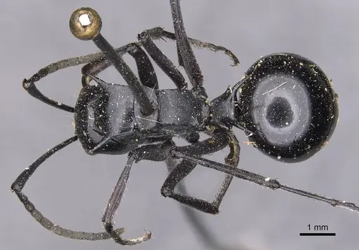 Polyrhachis gagates - CASENT0905627