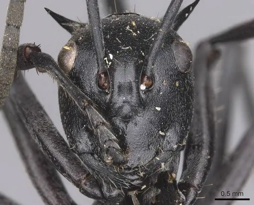 Polyrhachis gagates - CASENT0905627